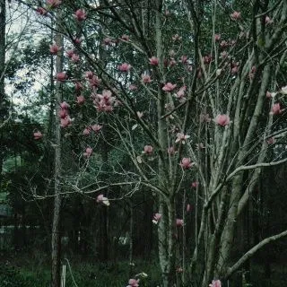 thumbnail for publication: Magnolia x soulangiana 'Coates' 'Coates' Saucer Magnolia